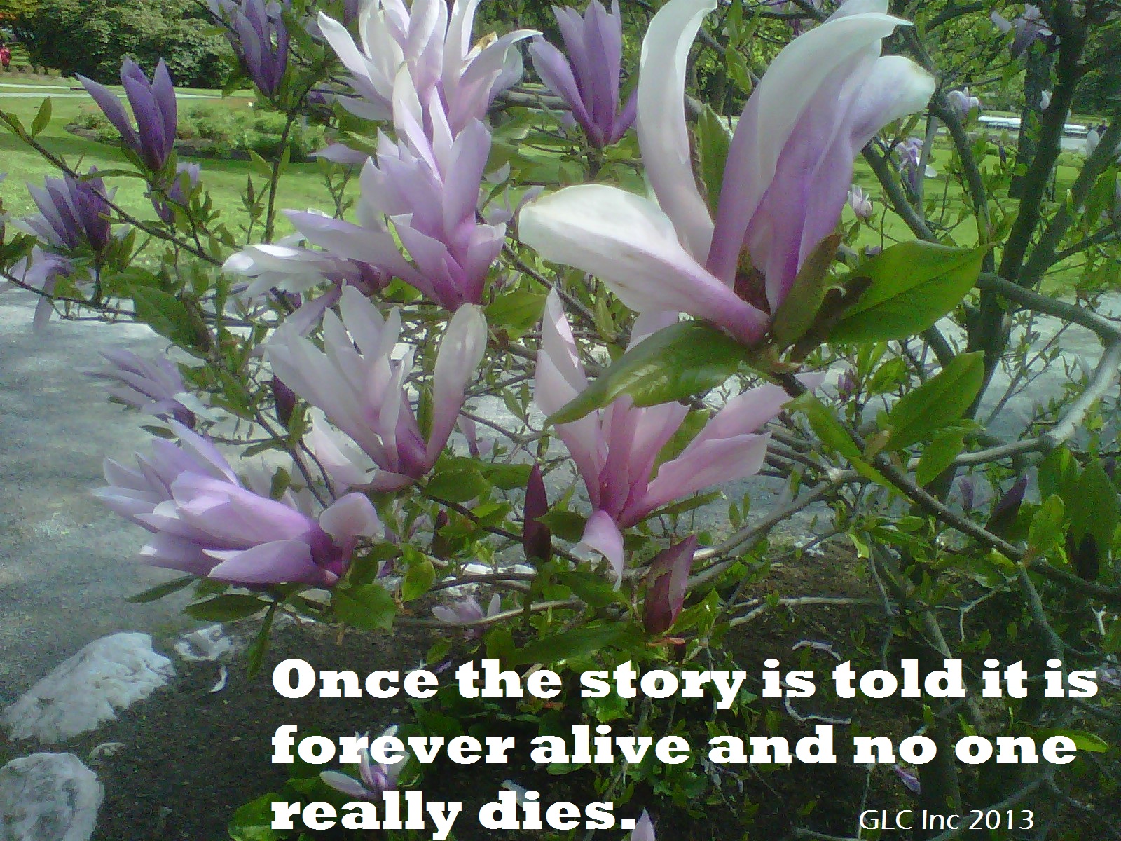 Halifax flowers-(2).jpg